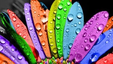 Како изгубити тежину на дијети са 6 латица